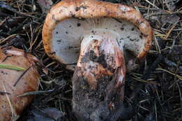 Imagem de Tricholoma colossus (Fr.) Quél. 1872