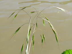 Image of Barren Brome