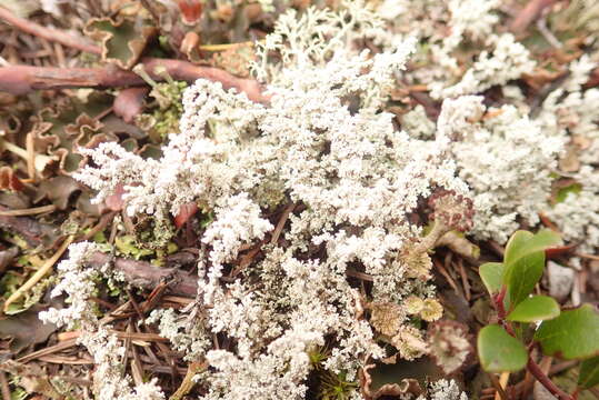 Image of Easter lichen