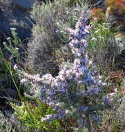 Plancia ëd Amphithalea violacea (E. Mey.) Benth.