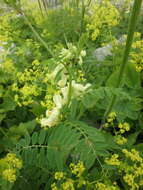 Image of Vicia balansae Boiss.