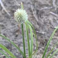 Image of Cyperus alatus subsp. albus (Nees) Lye