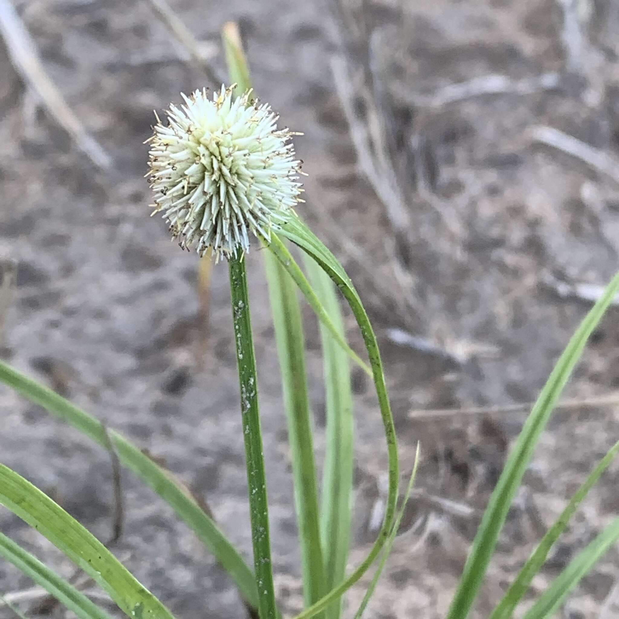 Image of Cyperus alatus subsp. albus (Nees) Lye