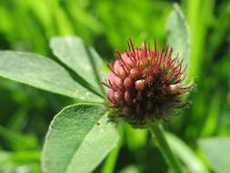 Image of Red Clover