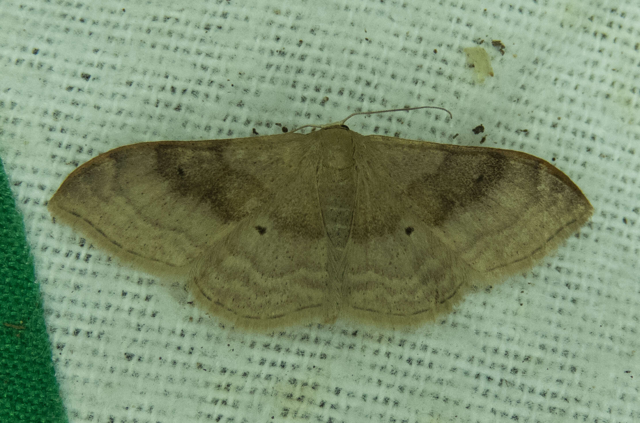 Image of Idaea degeneraria Hübner 1798