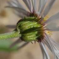 Image de Erigeron garrettii A. Nels.