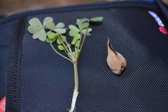 Image of Oxalis copiosa F. Bolus