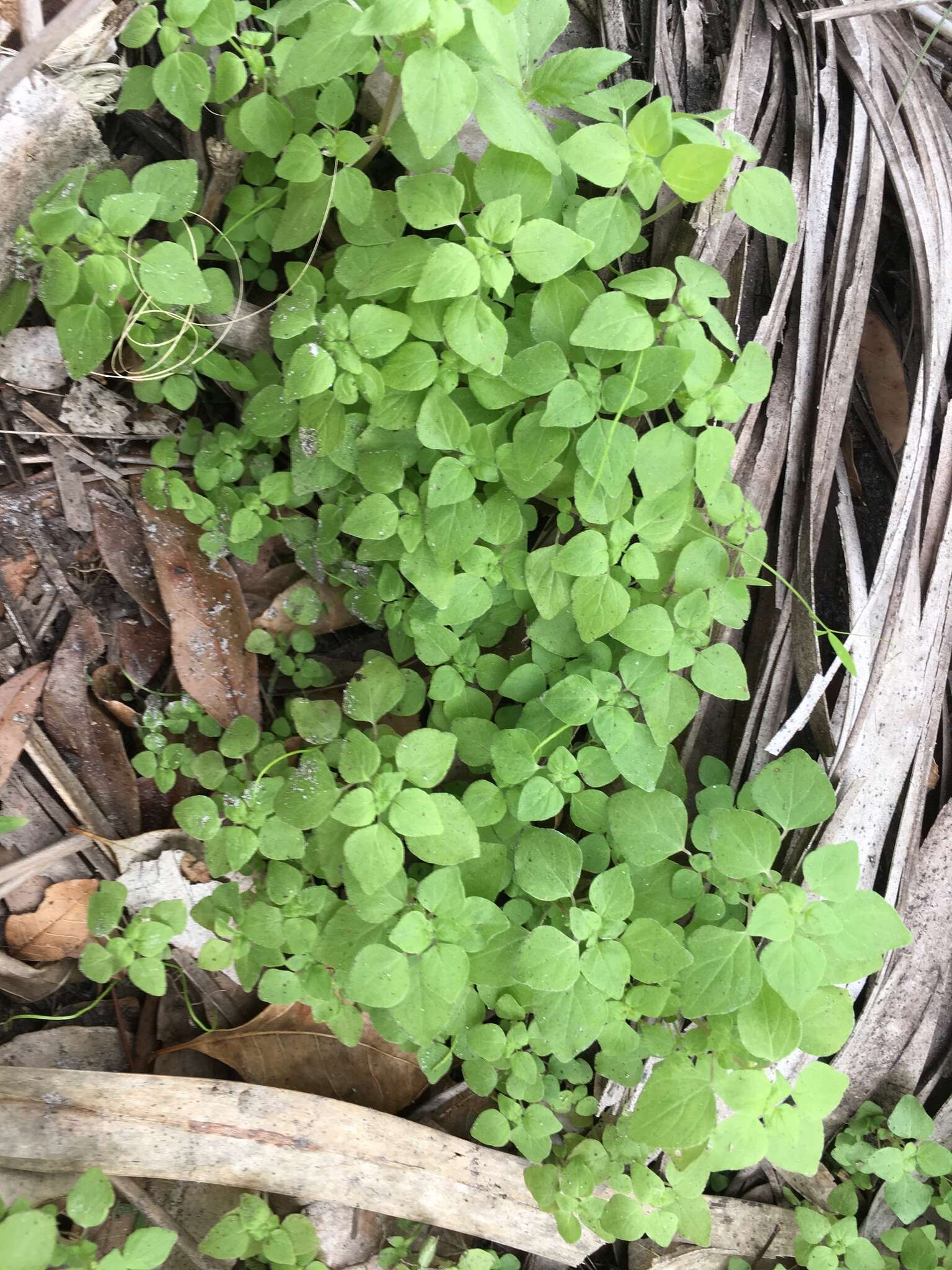 Image of Florida pellitory