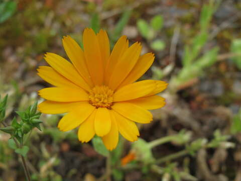 Image of field marigold