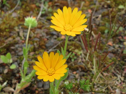 Image of field marigold