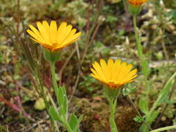 Image of field marigold