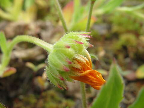 Image of field marigold