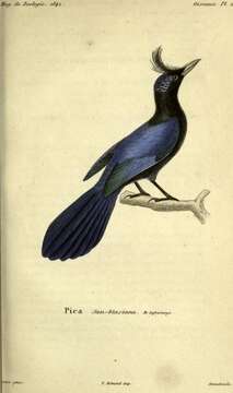 Image of San Blas Jay