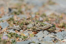 Plancia ëd Cophopodisma pyrenaea (Fischer 1853)