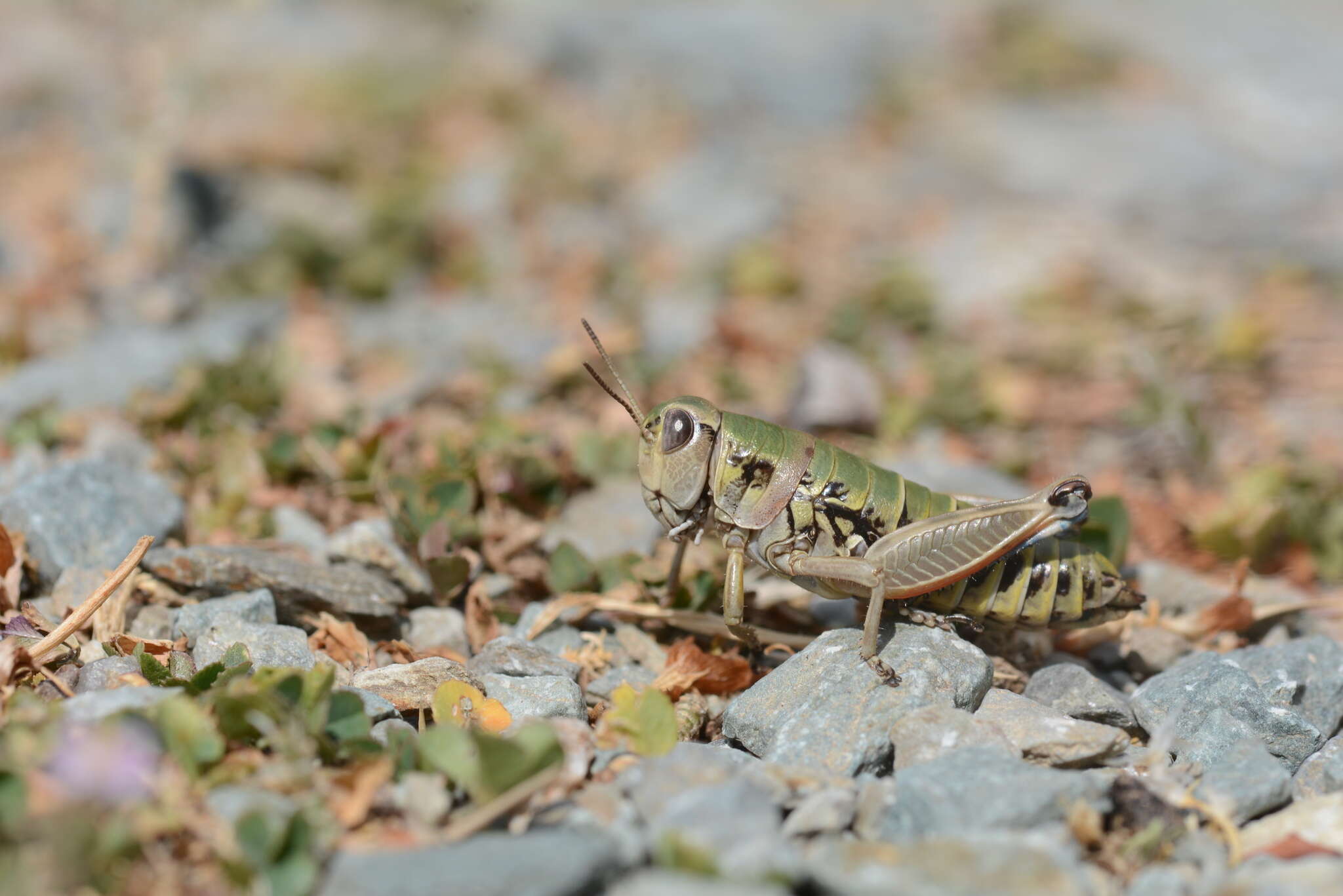 Plancia ëd Cophopodisma pyrenaea (Fischer 1853)