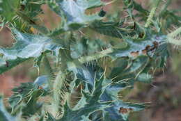 Image of hedgehog pricklypoppy