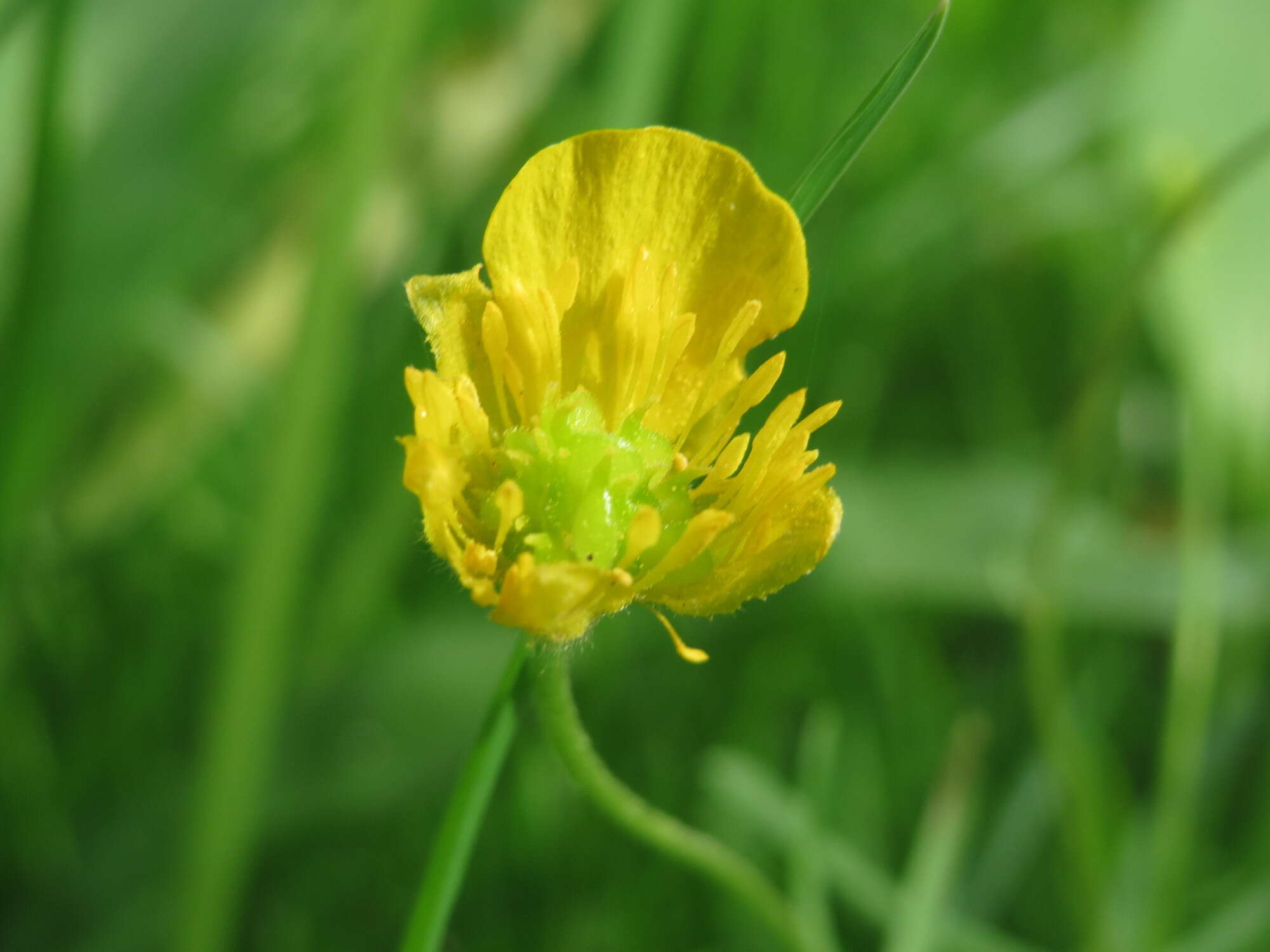 Image de Renoncule tete d'or