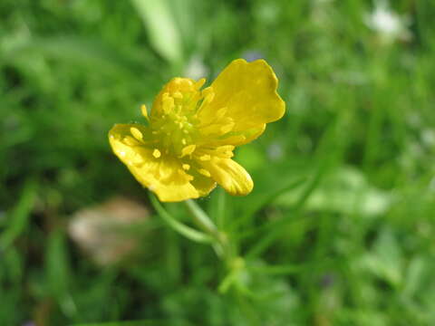 Image of Goldilocks Buttercup