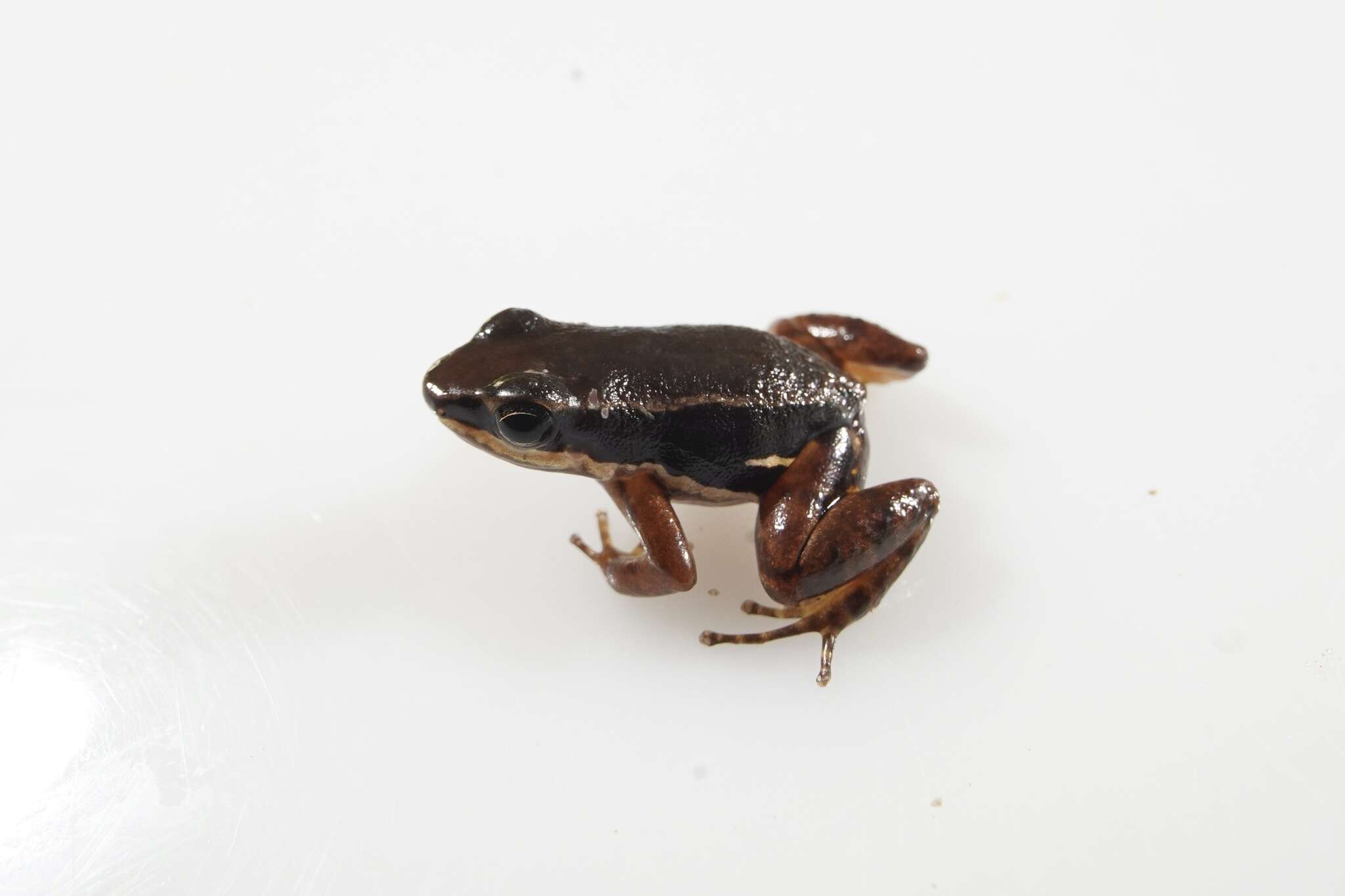 Image of Pratt's Rocket Frog