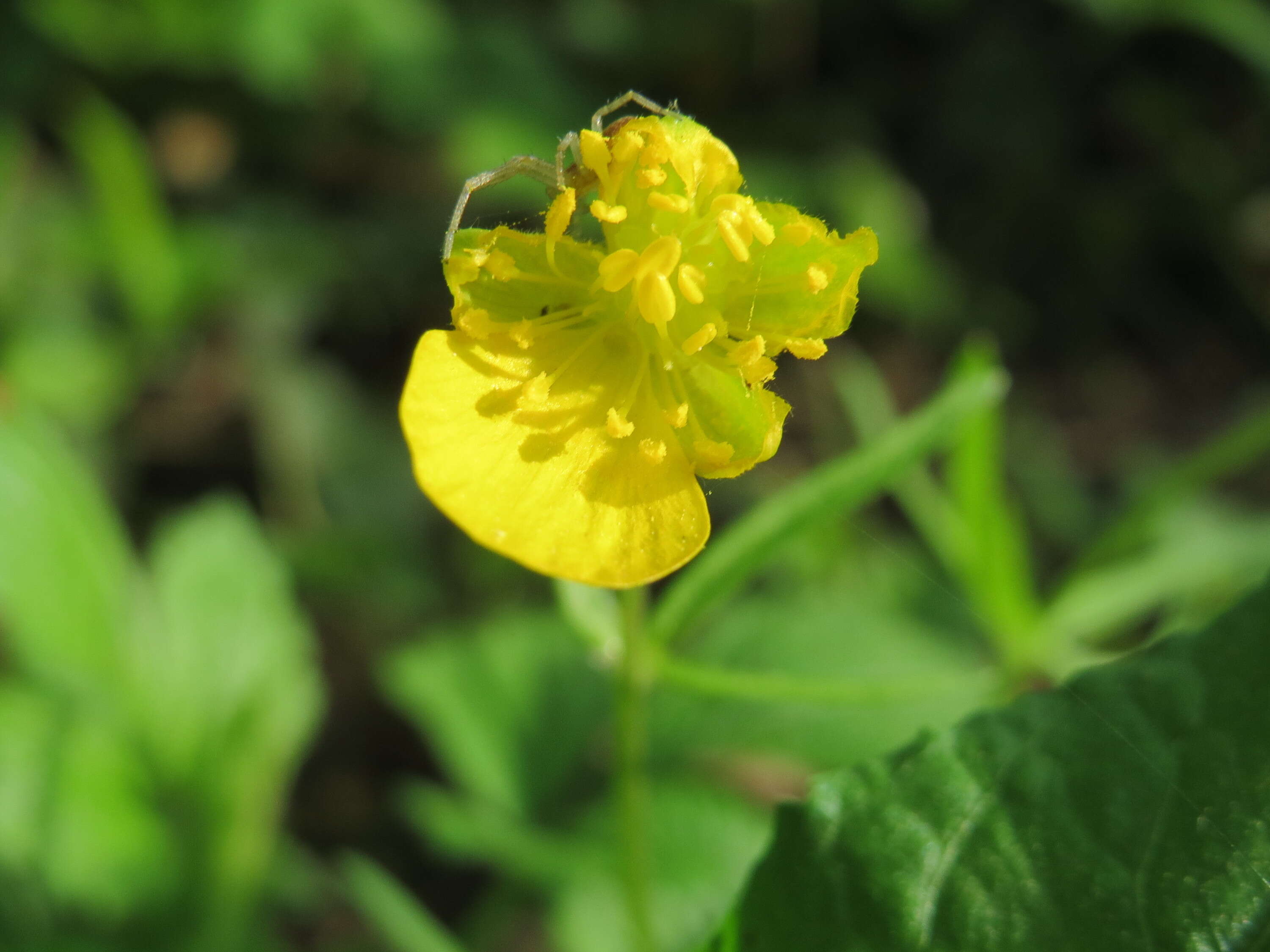 Image of Goldilocks Buttercup