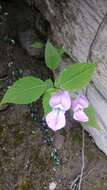 Imagem de Impatiens sulcata Wall.