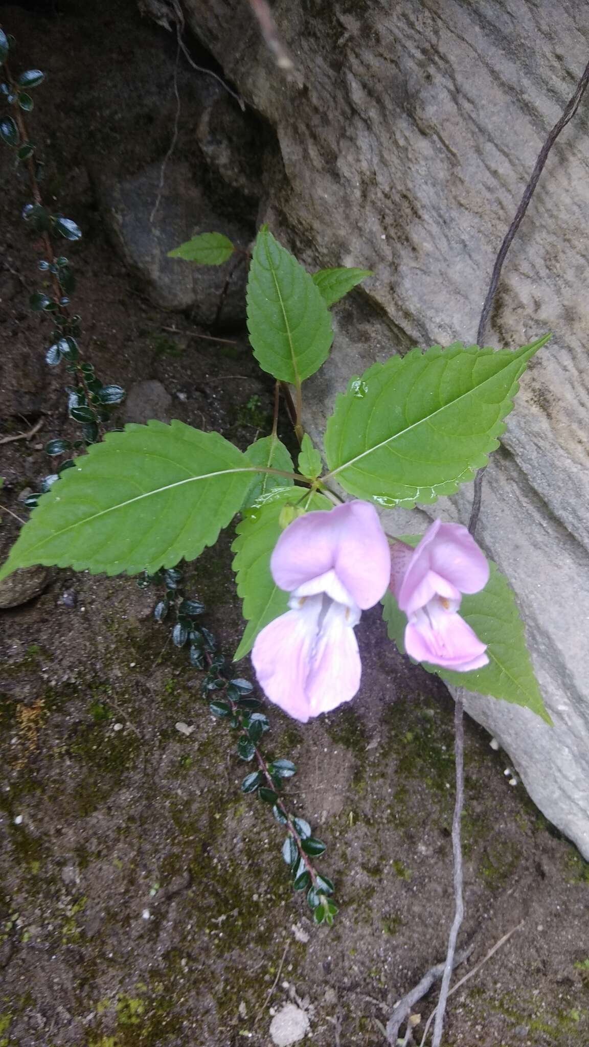 Imagem de Impatiens sulcata Wall.