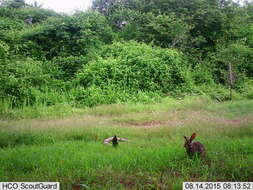 Image of Mexican Cottontail