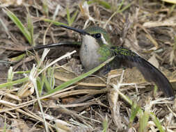 Image of Short-tailed Emerald