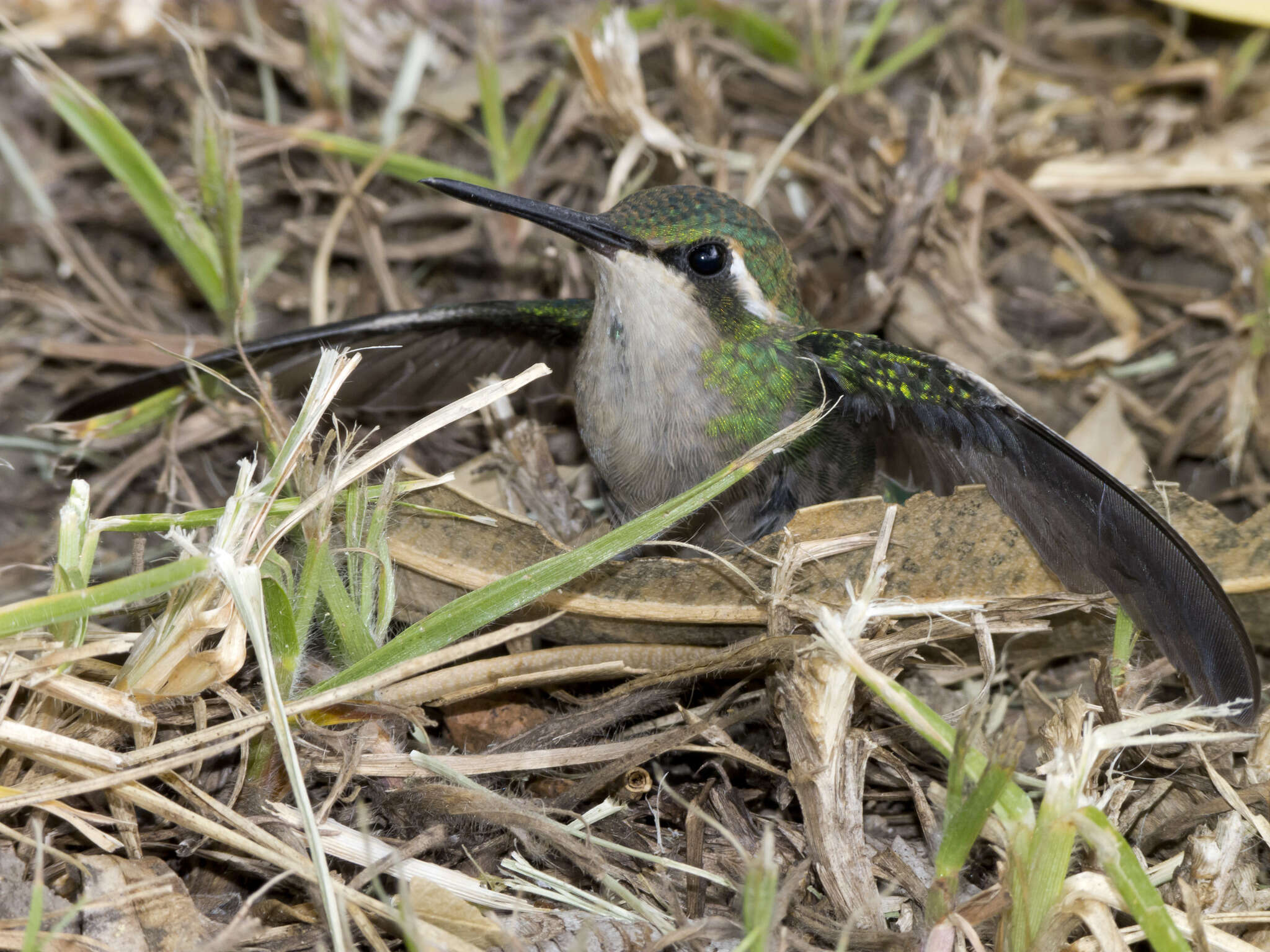 Image of Short-tailed Emerald