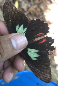 Parides sesostris (Cramer (1779))的圖片