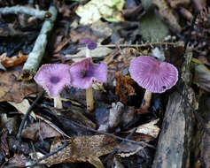 Imagem de Gymnopus iocephalus (Berk. & M. A. Curtis) Halling 1997