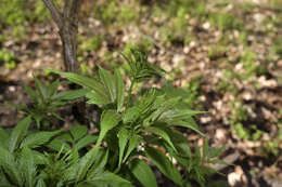 Imagem de Sambucus racemosa L.