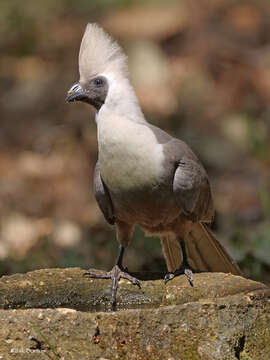 Image of Corythaixoides personatus personatus (Rüppell 1842)