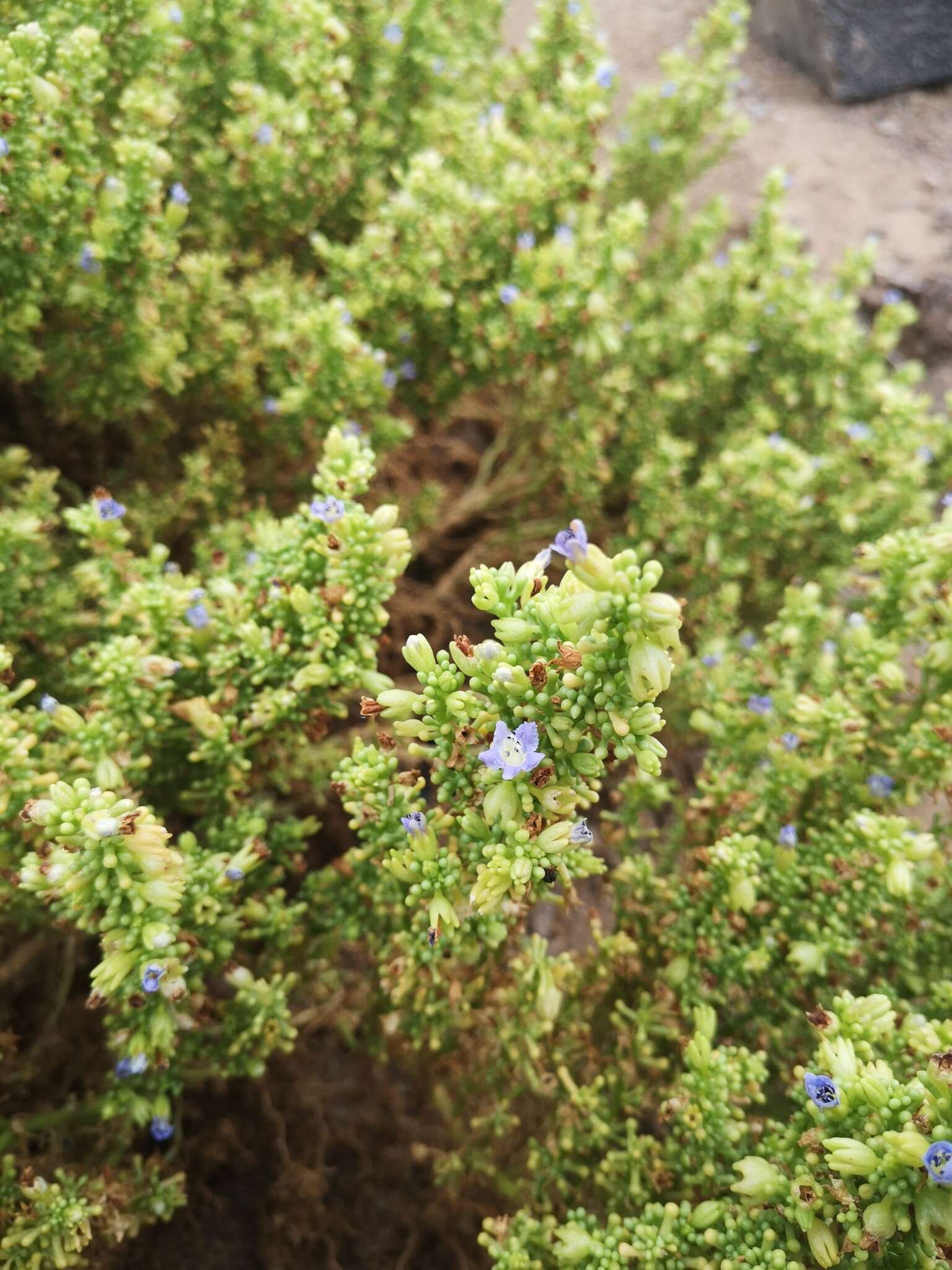 Nolana divaricata (Lindl.) I. M. Johnston resmi