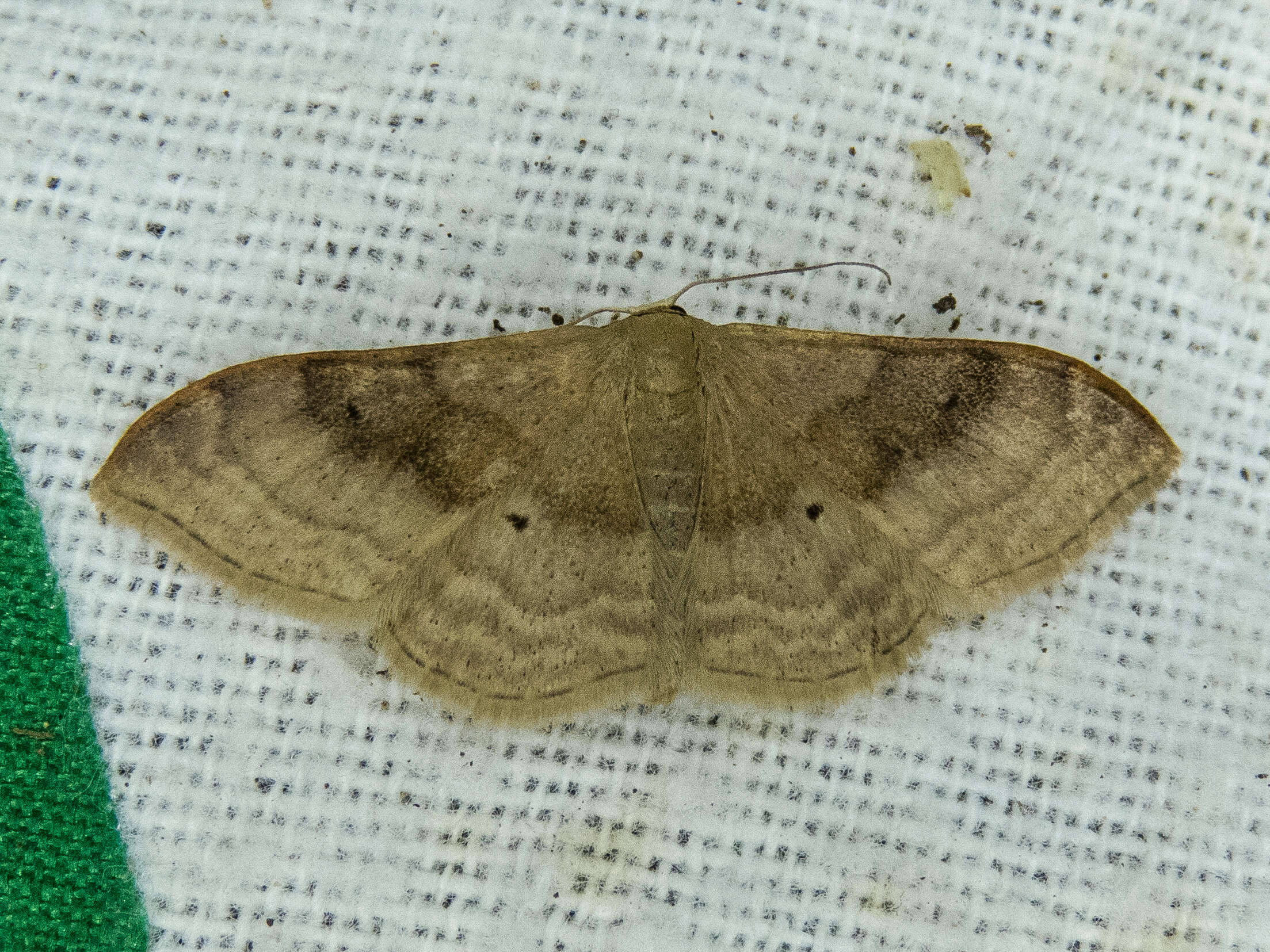 Image of Idaea degeneraria Hübner 1798