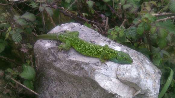 Image of Western Green Lizard