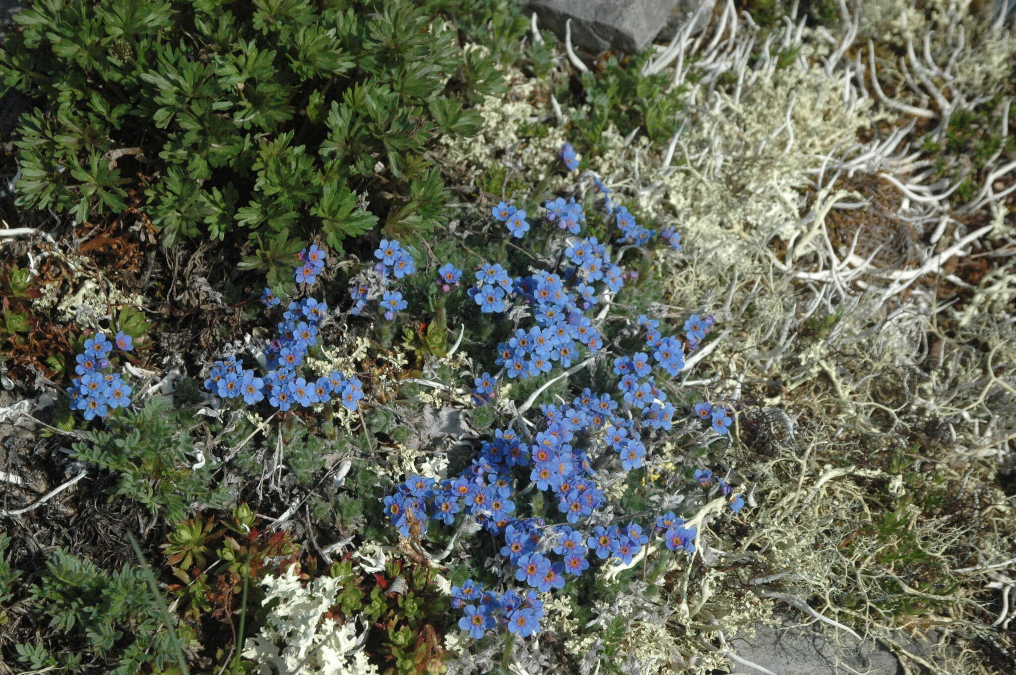 صورة Eritrichium nanum var. aretioides (Cham.) Herder