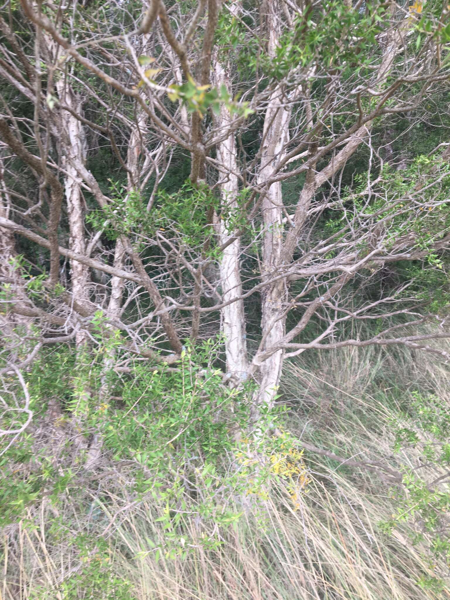 Image of prickly-leaf teatree