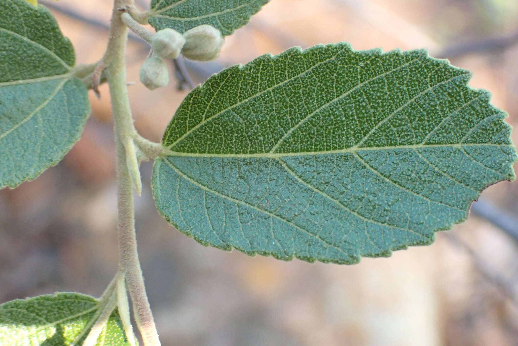 Image of Grewia rogersii Burtt Davy & Greenway