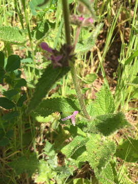 Stachys bullata Benth. resmi