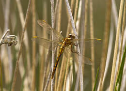 Orthetrum coerulescens (Fabricius 1798) resmi