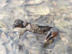 Image of Atlantic mud crab