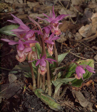 Image of fairy slipper