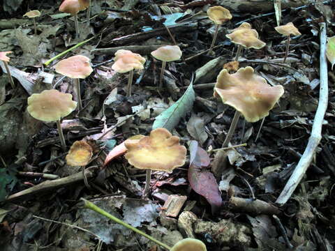 Image of Agrocybe arvalis (Fr.) Singer 1936