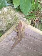 Image of Rose Whorltail Iguana