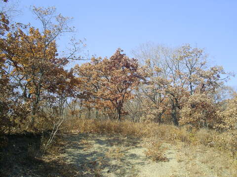 Image of Mongolian Oak