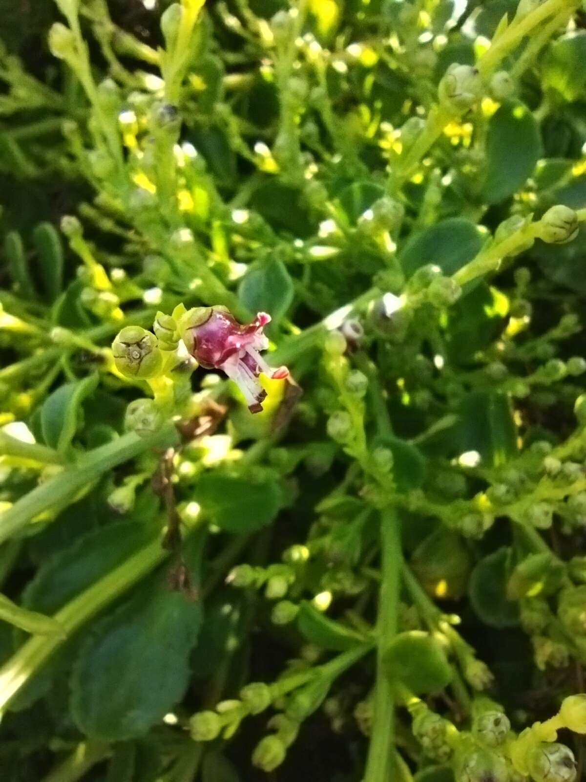 Image of Scrophularia frutescens L.