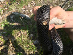 Image of Pantherophis spiloides (A. M. C. Duméril, Bibron & A. H. A. Duméril 1854)