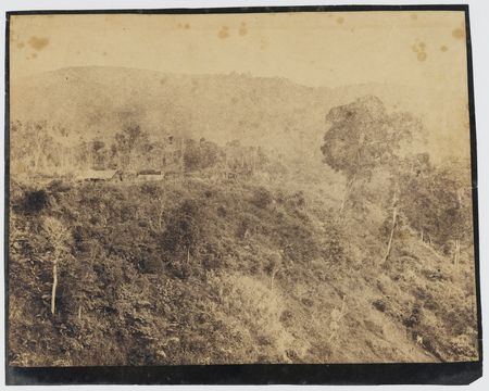 Image of cinchona