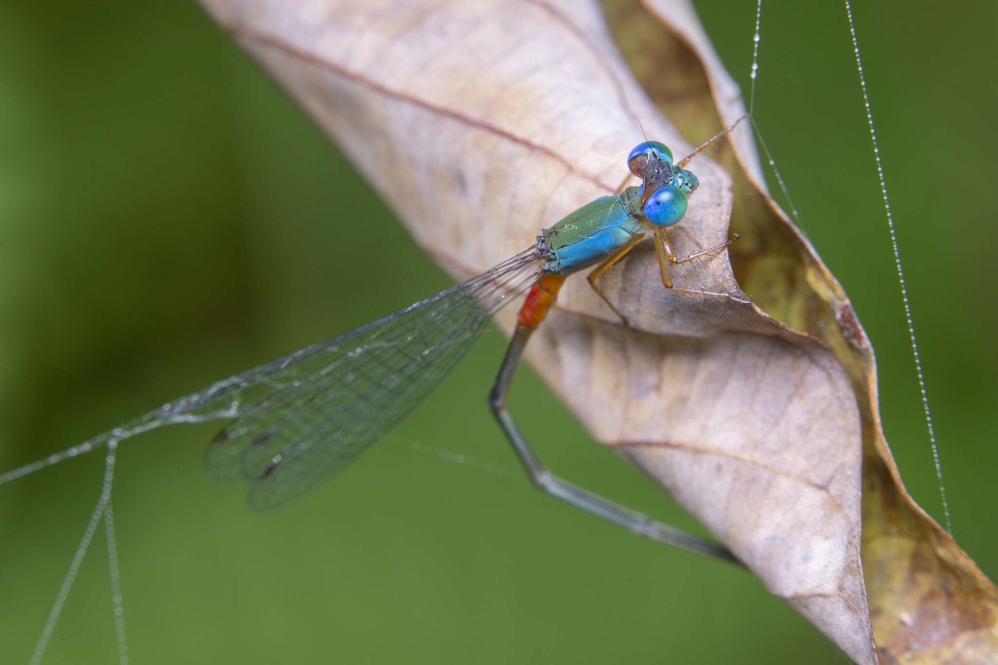 Image of bi-coloured damsel